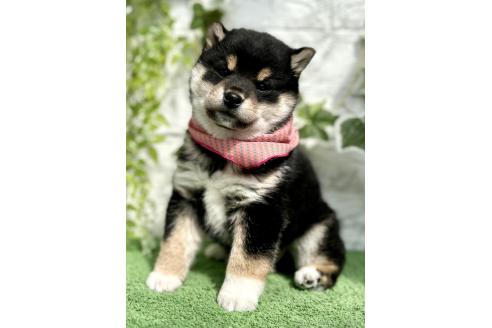 成約済の埼玉県の柴犬-370467の6枚目