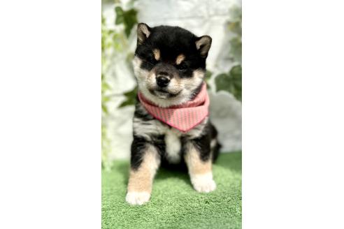 成約済の埼玉県の柴犬-370467の5枚目