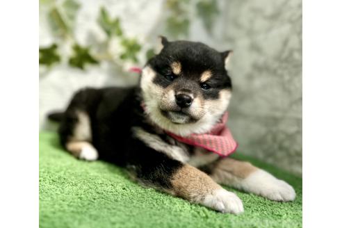 成約済の埼玉県の柴犬-370467の4枚目