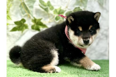 成約済の埼玉県の柴犬-370467の3枚目