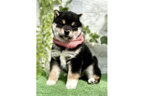 成約済の埼玉県の柴犬-370467の2枚目