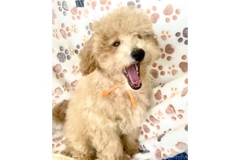 成約済の静岡県のトイプードル-361089の33枚目