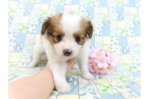 成約済の千葉県のパピヨン-370439の14枚目