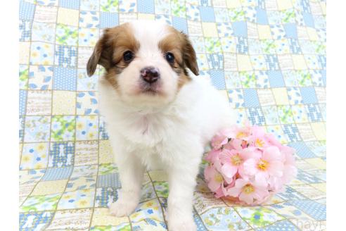 成約済の千葉県のパピヨン-370439の13枚目