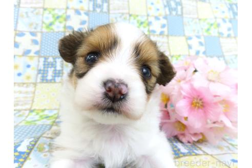成約済の千葉県のパピヨン-372573の4枚目