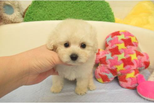 成約済の大阪府のトイプードル-375082の2枚目