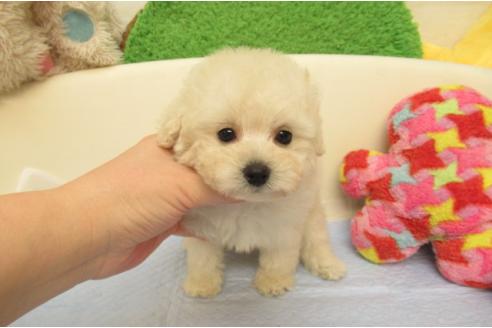 成約済の大阪府のトイプードル-375082の1枚目