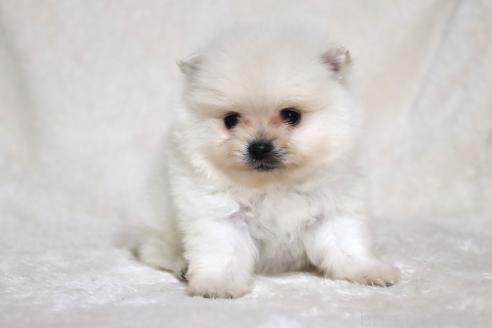 成約済の滋賀県のポメラニアン-375097の14枚目