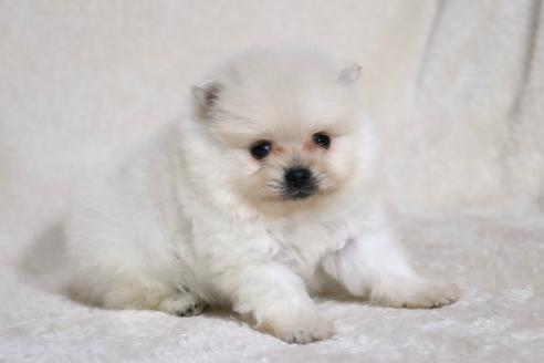 成約済の滋賀県のポメラニアン-375097の13枚目