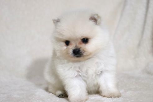 成約済の滋賀県のポメラニアン-375097の12枚目