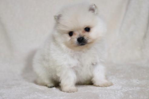 成約済の滋賀県のポメラニアン-375097の11枚目