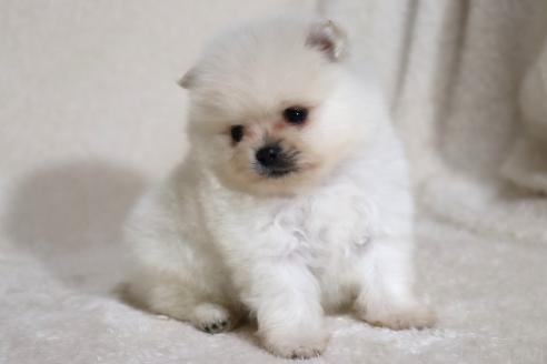 成約済の滋賀県のポメラニアン-375097の10枚目