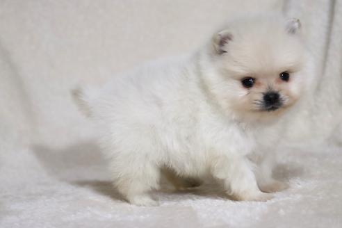 成約済の滋賀県のポメラニアン-375097の8枚目