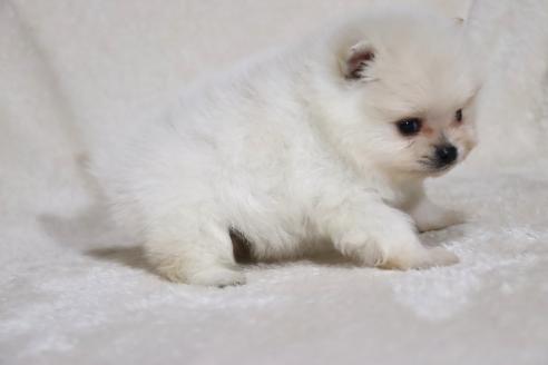 成約済の滋賀県のポメラニアン-375097の7枚目