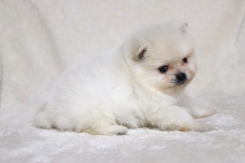 成約済の滋賀県のポメラニアン-375097の6枚目