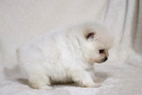 成約済の滋賀県のポメラニアン-375097の5枚目