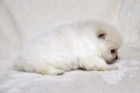 成約済の滋賀県のポメラニアン-375097の4枚目