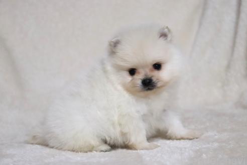 成約済の滋賀県のポメラニアン-375097の3枚目