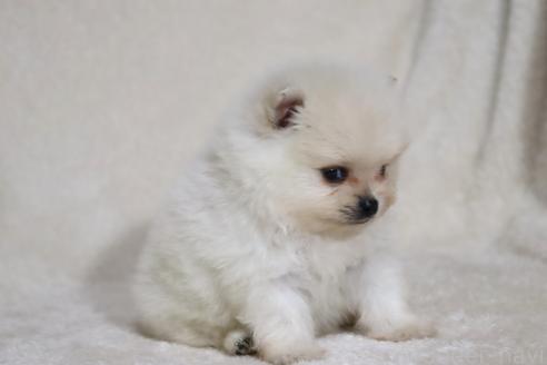 成約済の滋賀県のポメラニアン-375097の2枚目