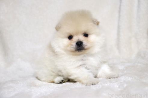 成約済の滋賀県のポメラニアン-375102の15枚目