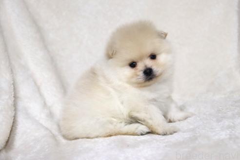 成約済の滋賀県のポメラニアン-375102の14枚目