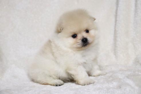 成約済の滋賀県のポメラニアン-375102の13枚目