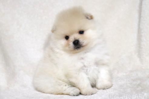 成約済の滋賀県のポメラニアン-375102の12枚目