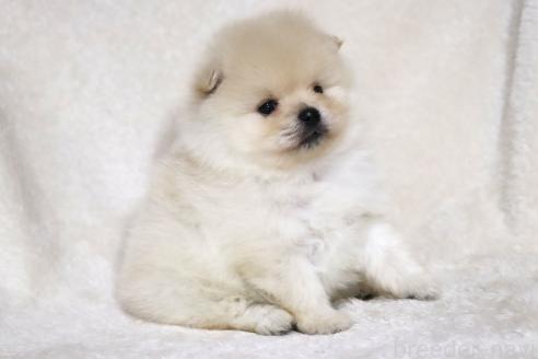 成約済の滋賀県のポメラニアン-375102の11枚目