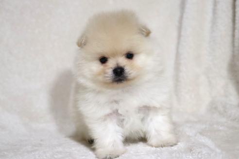 成約済の滋賀県のポメラニアン-375102の10枚目