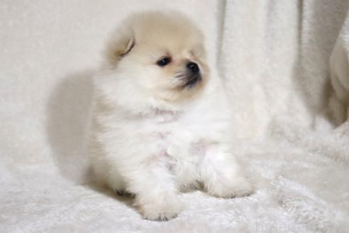 成約済の滋賀県のポメラニアン-375102の9枚目