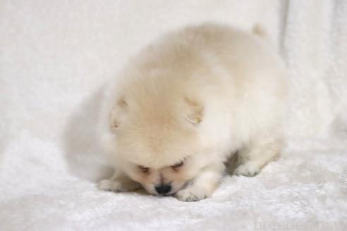 成約済の滋賀県のポメラニアン-375102の8枚目