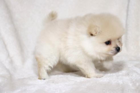 成約済の滋賀県のポメラニアン-375102の7枚目