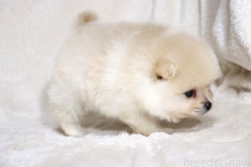 成約済の滋賀県のポメラニアン-375102の6枚目