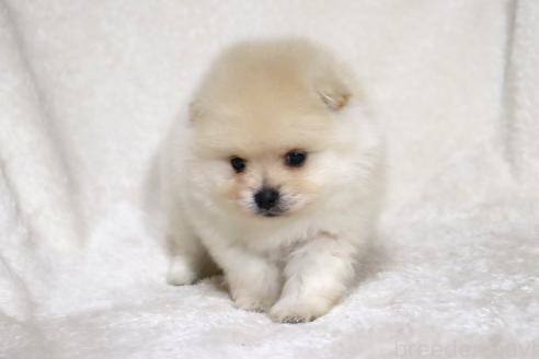 成約済の滋賀県のポメラニアン-375102の5枚目