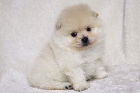 成約済の滋賀県のポメラニアン-375102の4枚目