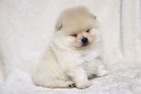 成約済の滋賀県のポメラニアン-375102の3枚目