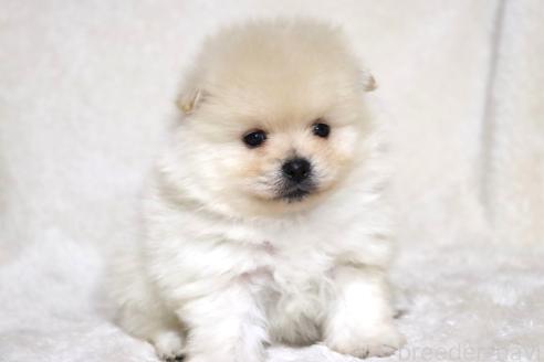 成約済の滋賀県のポメラニアン-375102の2枚目