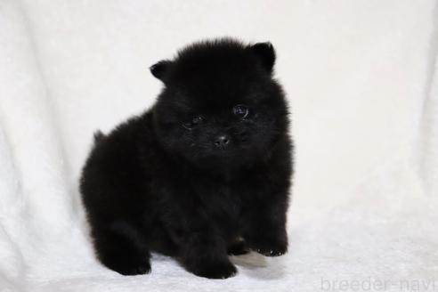 成約済の滋賀県のポメラニアン-375103の15枚目