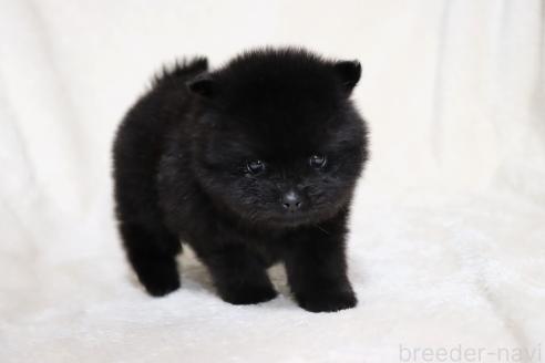 成約済の滋賀県のポメラニアン-375103の13枚目