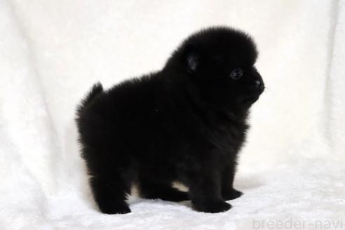 成約済の滋賀県のポメラニアン-375103の12枚目