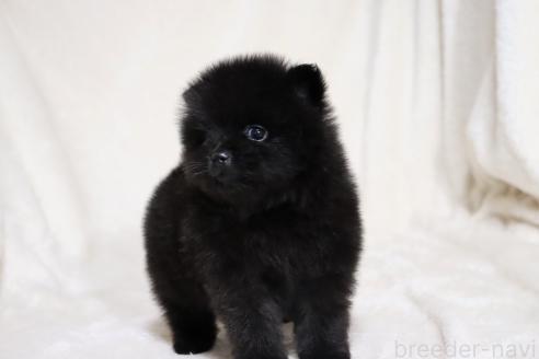 成約済の滋賀県のポメラニアン-375103の9枚目