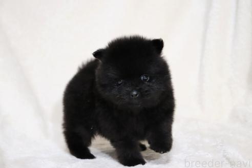 成約済の滋賀県のポメラニアン-375103の8枚目