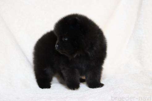 成約済の滋賀県のポメラニアン-375103の7枚目