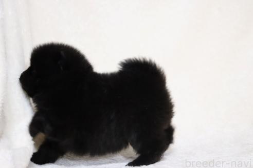 成約済の滋賀県のポメラニアン-375103の6枚目