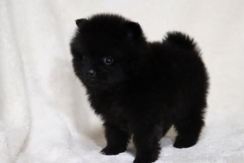 成約済の滋賀県のポメラニアン-375103の5枚目