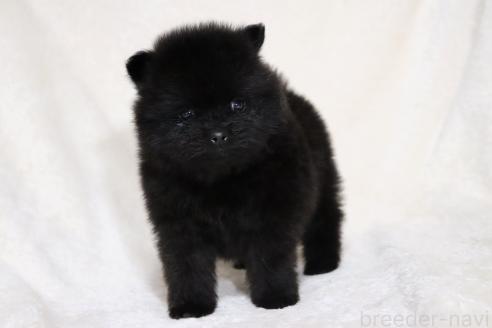 成約済の滋賀県のポメラニアン-375103の4枚目