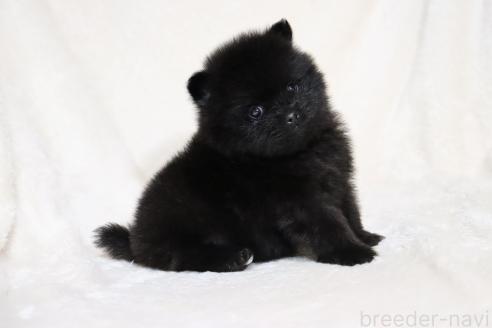 成約済の滋賀県のポメラニアン-375103の2枚目