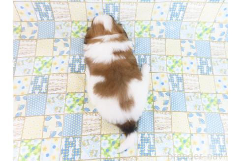 成約済の千葉県のパピヨン-372583の10枚目