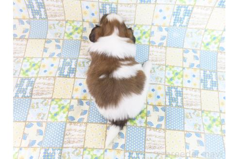 成約済の千葉県のパピヨン-372584の5枚目