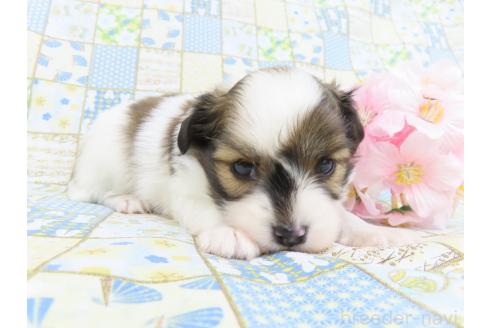 成約済の千葉県のパピヨン-372584の2枚目